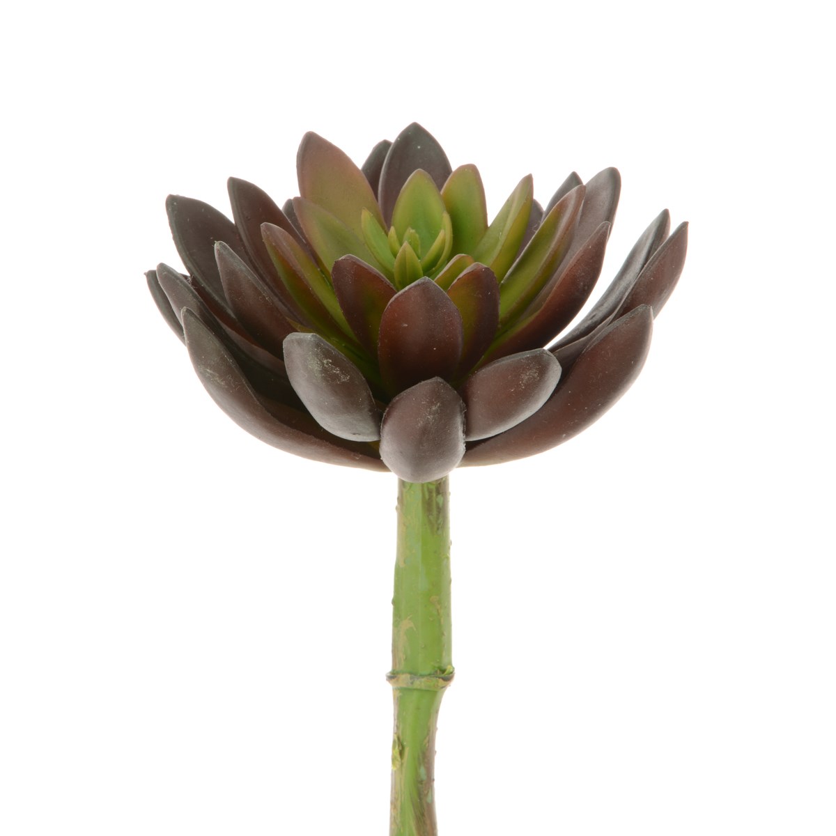 Succulent - Lotus Pick 21cm Green/Red-0