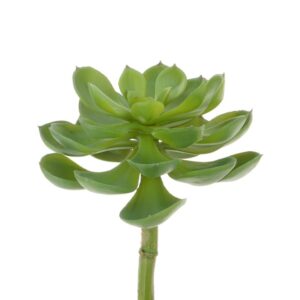 Succulent - Desert Pick 23cm Dark Green-0
