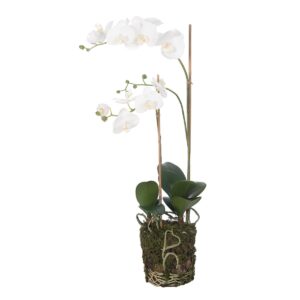Phalaenopsis In Soil 74cm Cream/Yellow-0