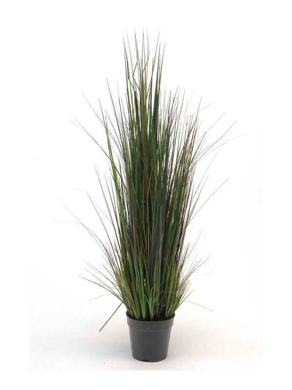 Grass River 90cm In Plastic Pot 14cm-0