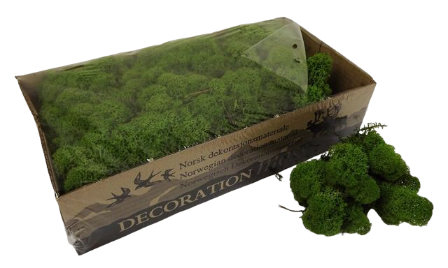 Reindeer Moss (Icelandic Moss) Medium Green