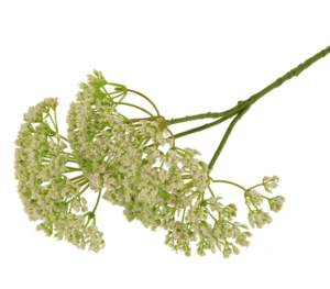 36cm Lace Flower Cream -0