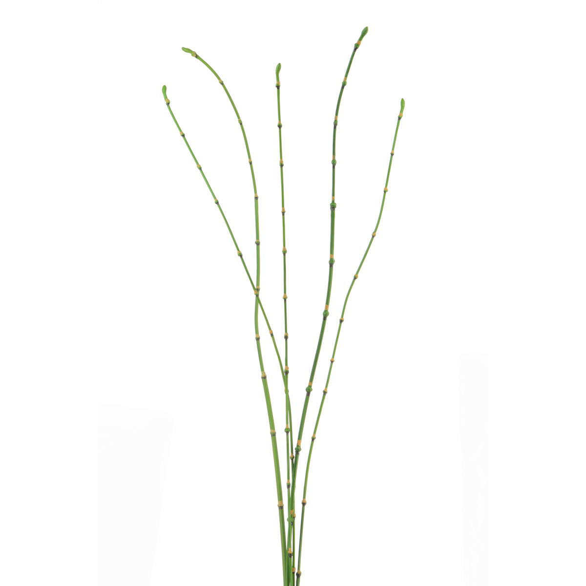 Bamboo Stick Bundle x5 90cm Green-0