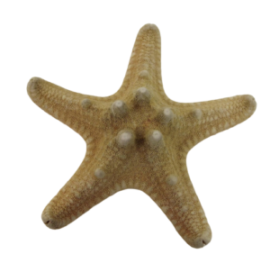 Star Fish Rhino App 3 x 15pcs-0