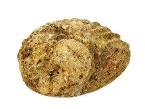 Shells - Abelone Medium 12-15cm x 1pce-0