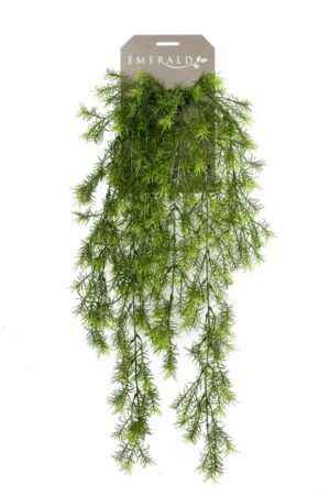 Asparagus Sprengeri Hanging Bush 75cm-0