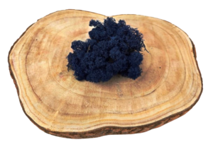 Reindeer Moss (Icelandic Moss) Classic Blue