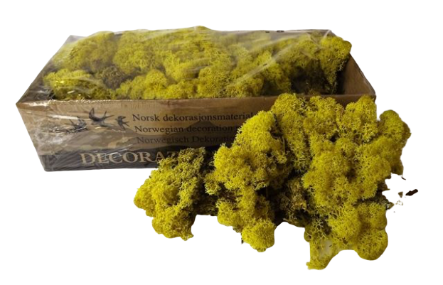 Reindeer Moss (Icelandic Moss) Lemon Yellow