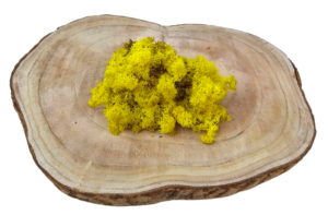 Reindeer Moss (Icelandic Moss) Lemon Yellow