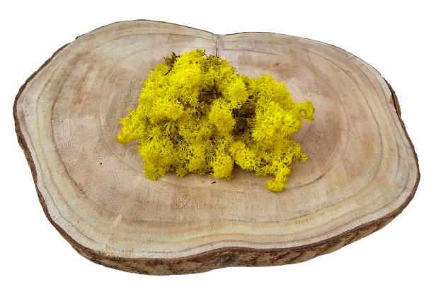 Reindeer Moss (Icelandic Moss) Lemon Yellow