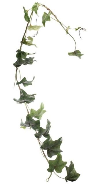 6ft English Ivy Garland x 24 lvs-0
