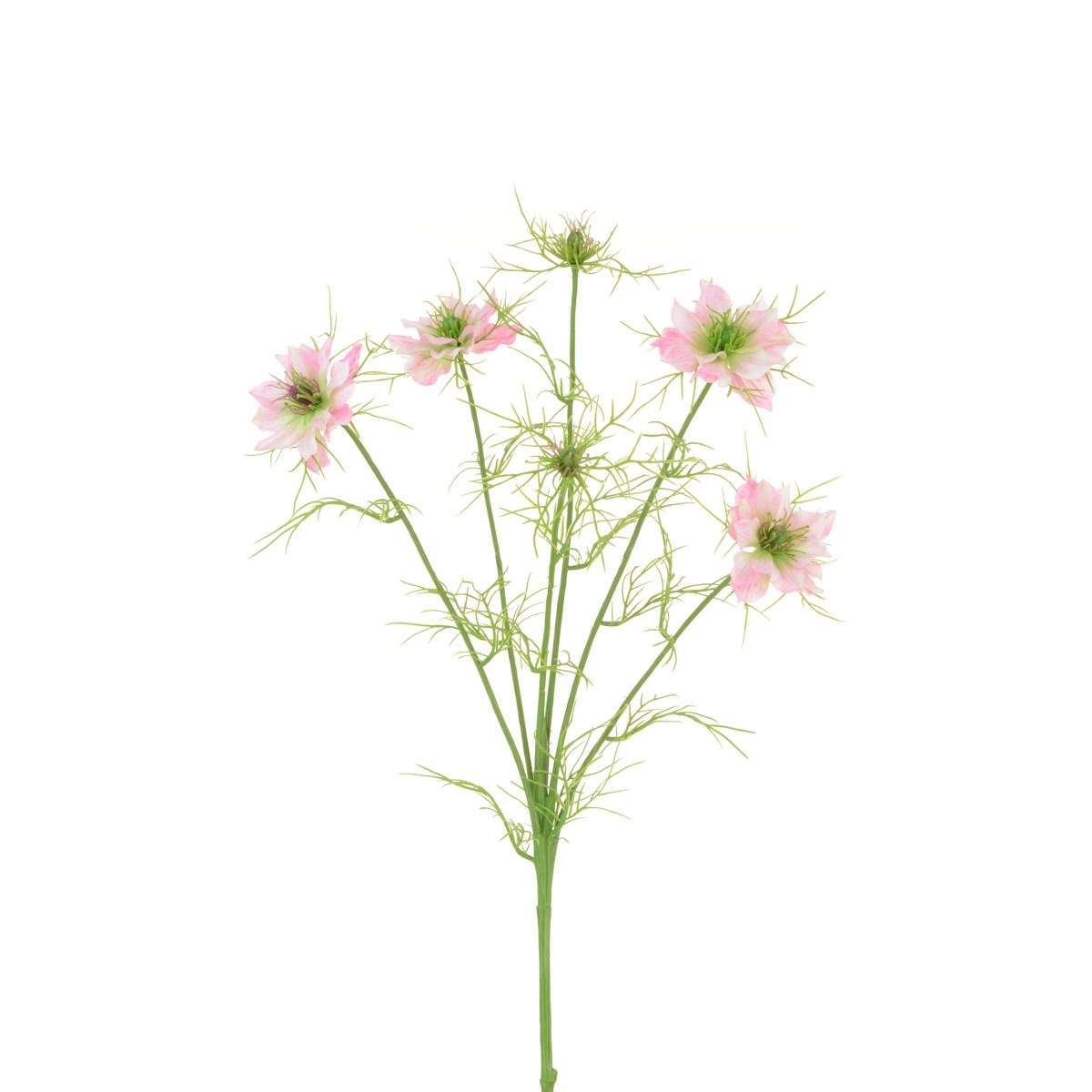 Nigella Love in the Mist -65cm Pink-0