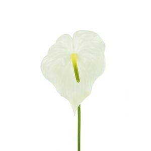 Anthurium 77cm Cream-0