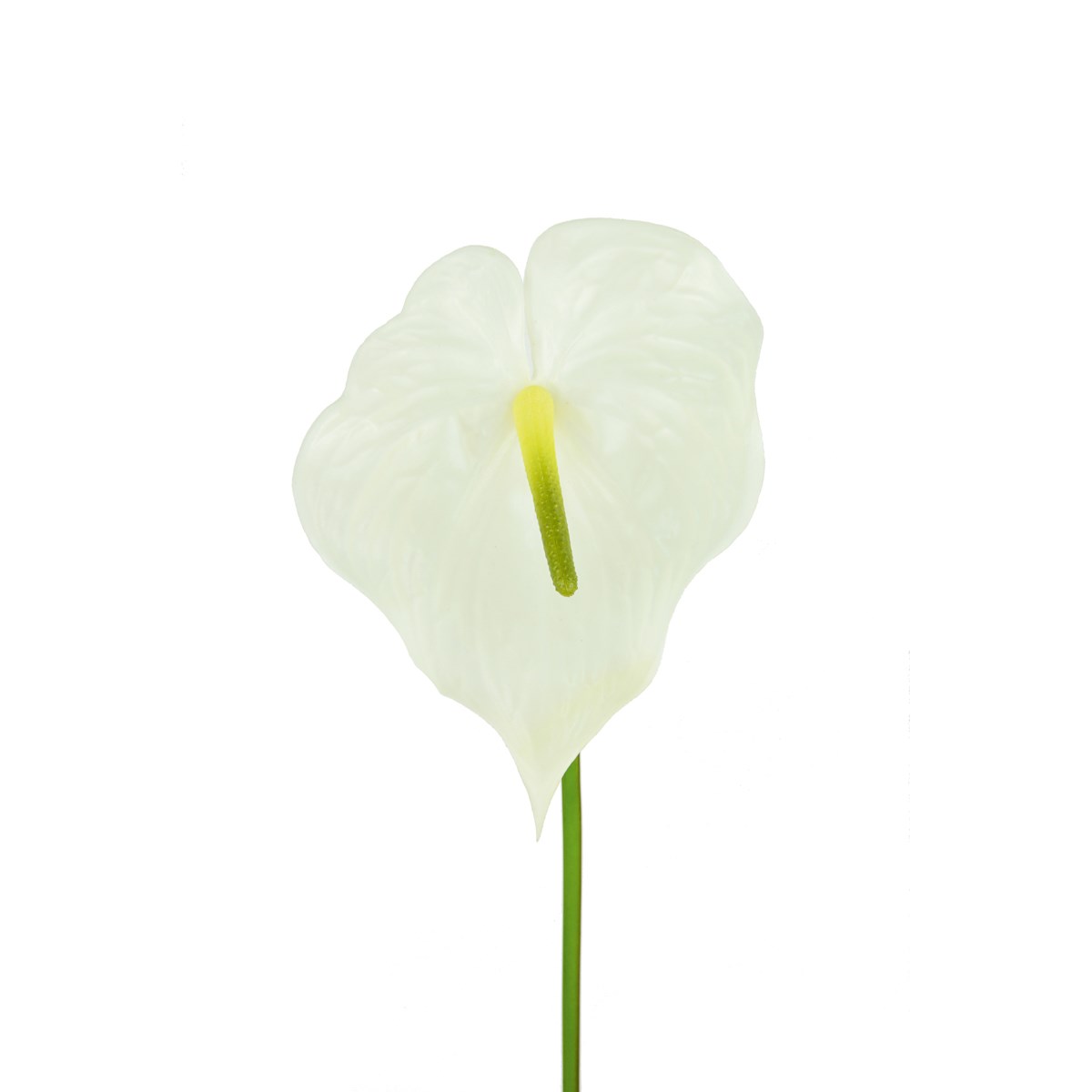 Anthurium 77cm Cream-0