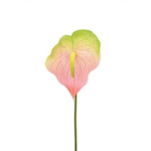 Anthurium 77cm Pink/Green-0