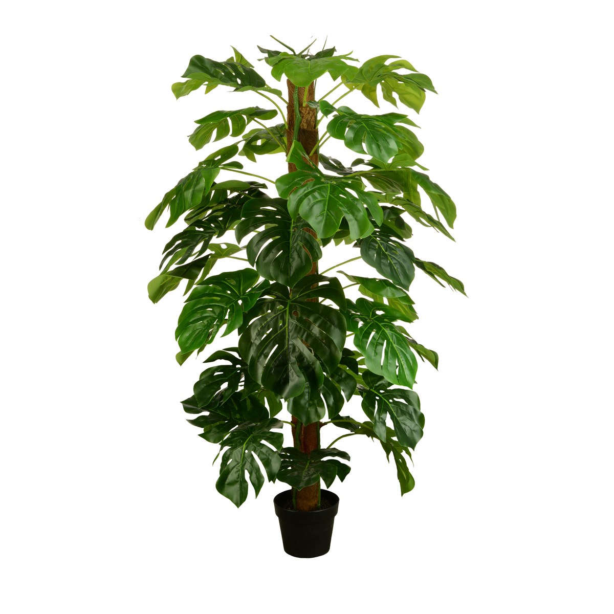 Split Philo Tree w/Pot 150cm-0