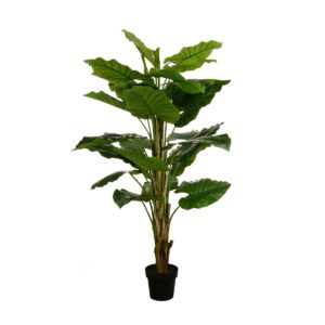 Wild Philo In Pot 155cm-0