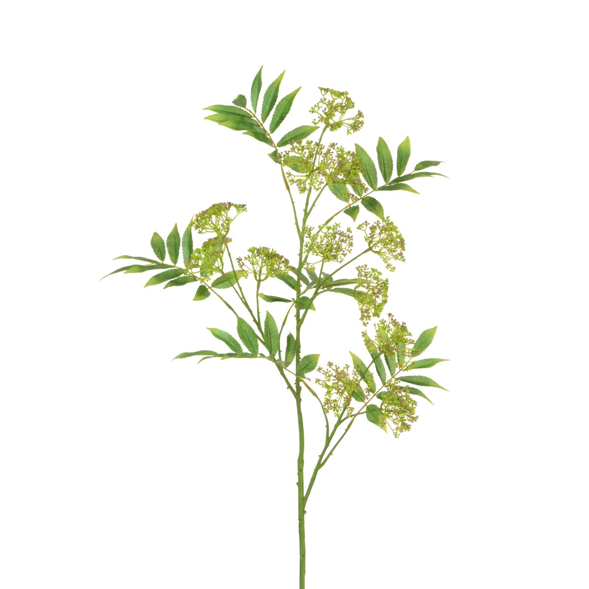 Anethum Spray 117cm Green-0