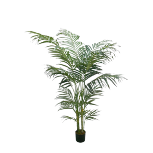 Areca Palm 150cm-0