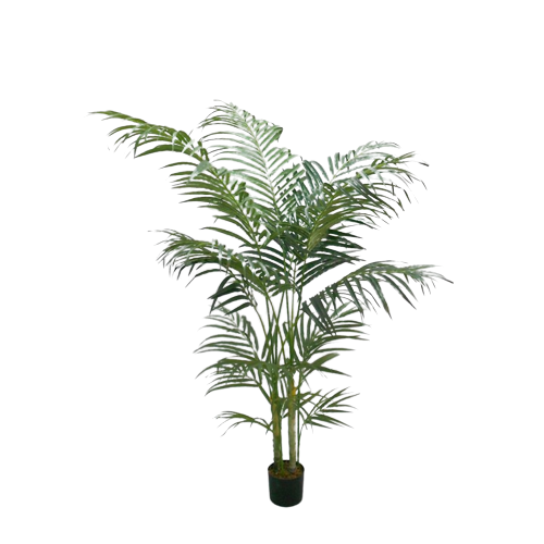 Areca Palm 150cm-0