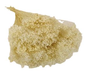 Broom Bloom Bleached x 80g-0