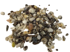 Shells - Mix Small x 1kg-0