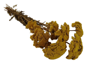 Achillea Filipendulina - Natural - 100g-0