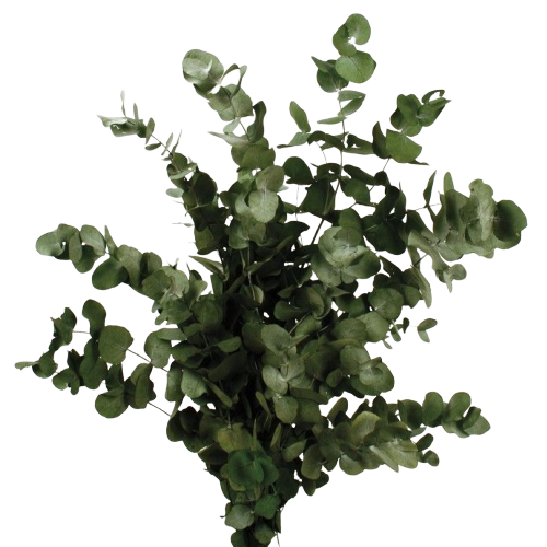 Preserved Spiral Eucalyptus - Green-0