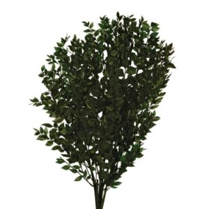 Preserved Ruscus - Green-0