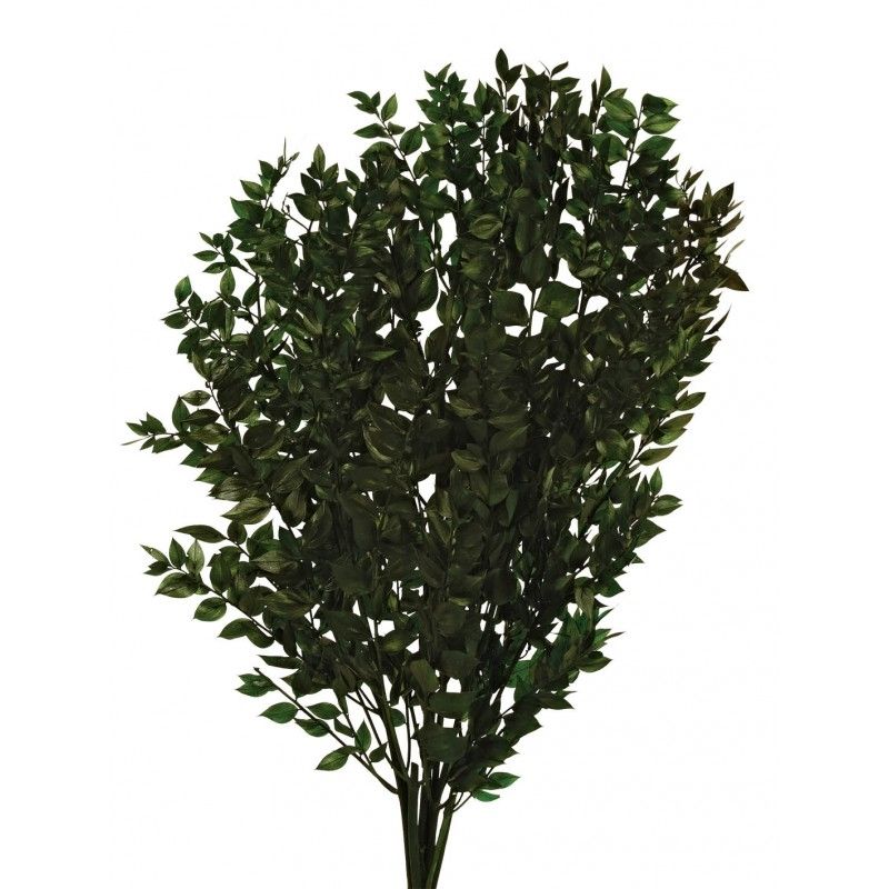 Preserved Ruscus - Green-0