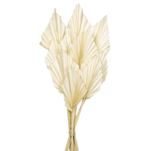 Palm Spear - Bleached White - 10pcs-0