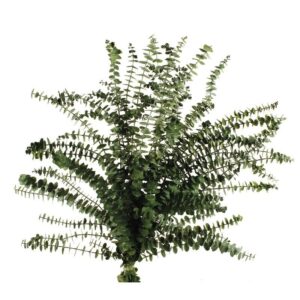 Preserved Baby Eucalyptus - Green-0