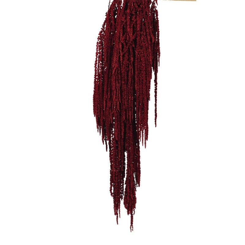 Preserved Amaranthus Caudatus - Burgundy-0