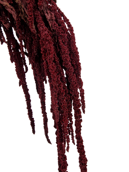 Preserved Amaranthus Caudatus - Burgundy-24267