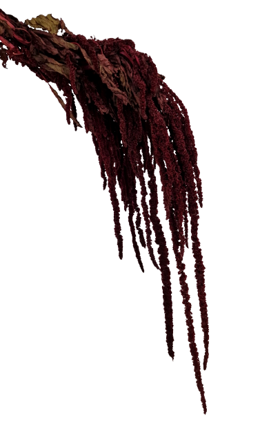 Preserved Amaranthus Caudatus - Burgundy-24268