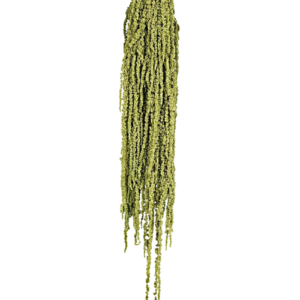 Preserved Amaranthus Caudatus - Green-0