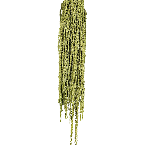 Preserved Amaranthus Caudatus - Green-0