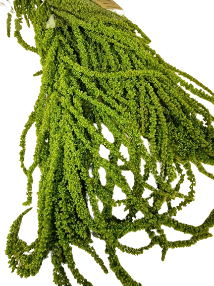 Preserved Amaranthus Caudatus - Green-25910