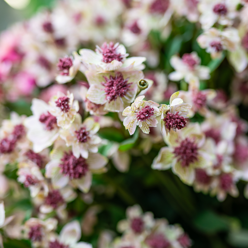 Astrantia Spray - 77cm Pick/Cream-24891