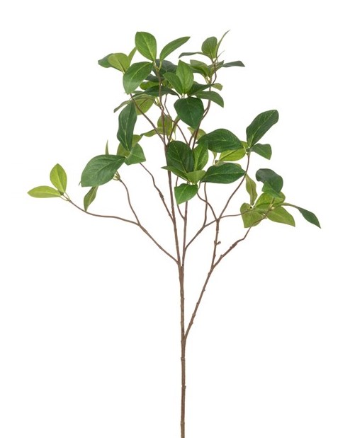 Enkianthus Spray - 96cm Green-0