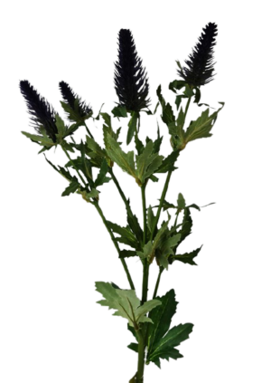 77cm Eryngium Spray-0