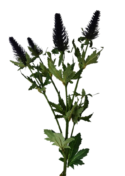 77cm Eryngium Spray-0