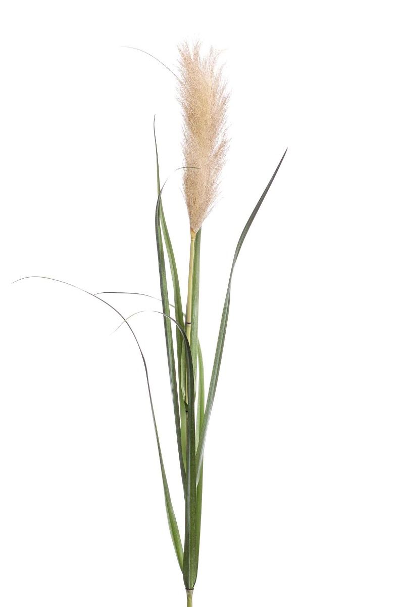 Pampas Grass Lt Brown 120cm-0