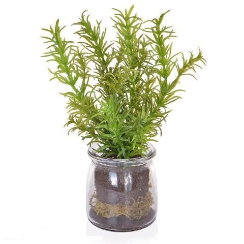 Rosemary In Glass Jar-0