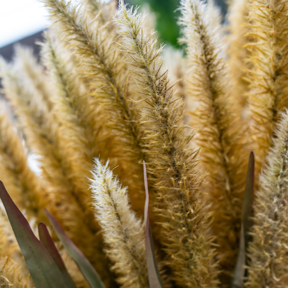 Antique Fountain Grass 94cm-24904