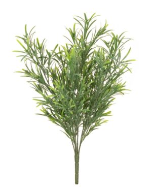UV Podocarpus Bush-0