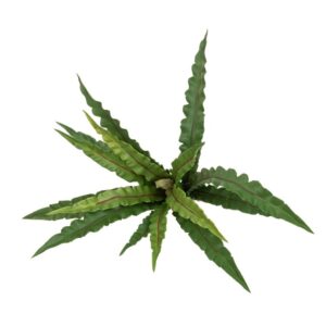 UV Bird's Nest Fern - 38cm-0