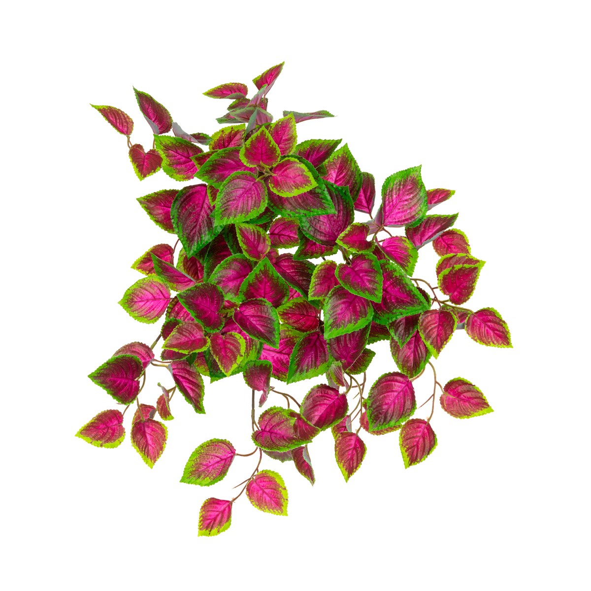 UV Coleus Bush Trail - 52cm-0
