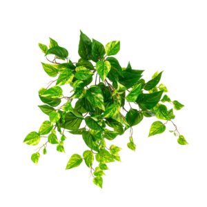 UV Pothos Bush Trail - 52cm-0