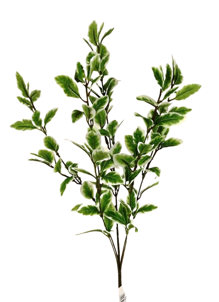 Pittosporum Spray Variagated-0